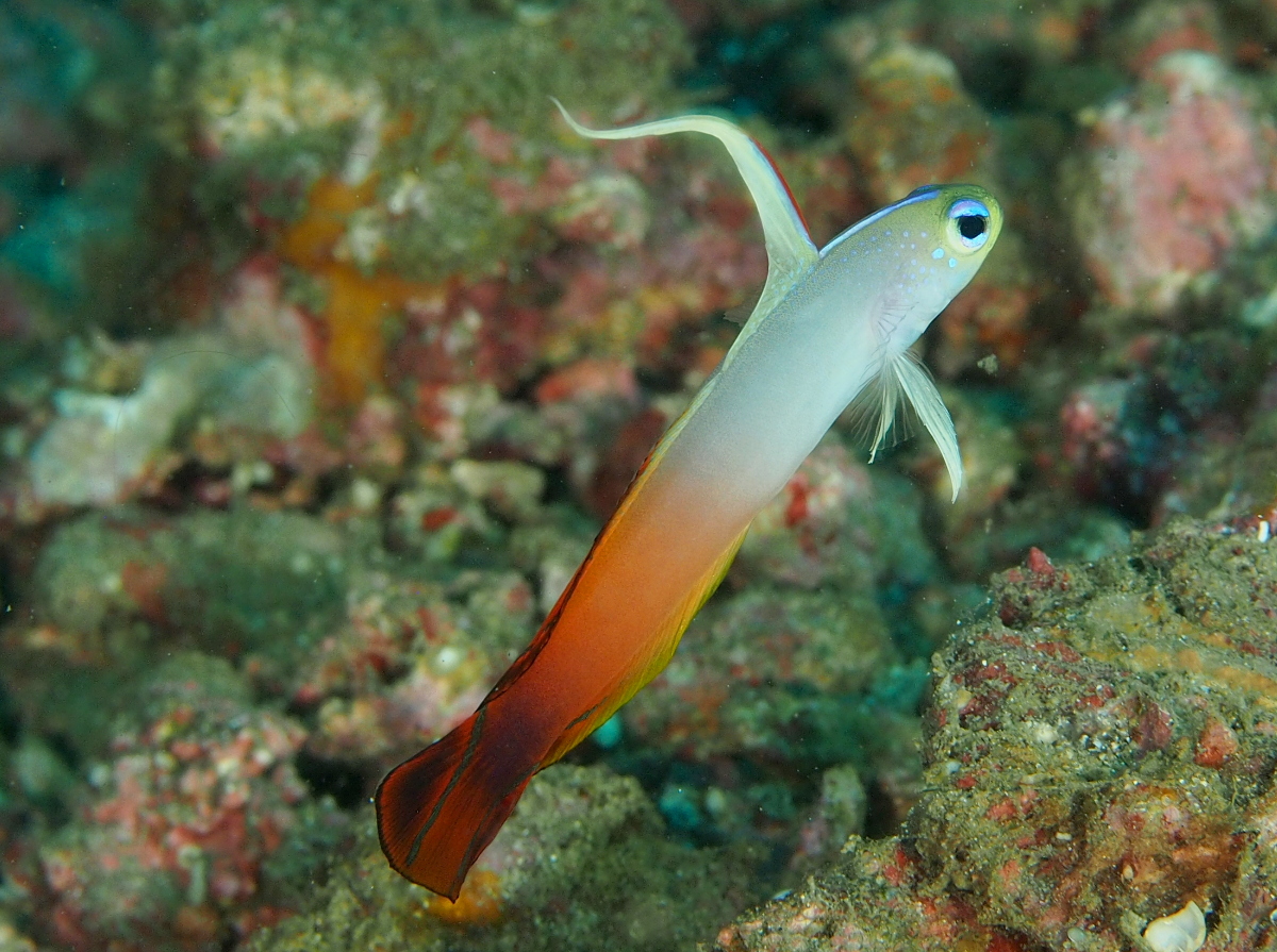 Fire Dartfish - Nemateleotris magnifica