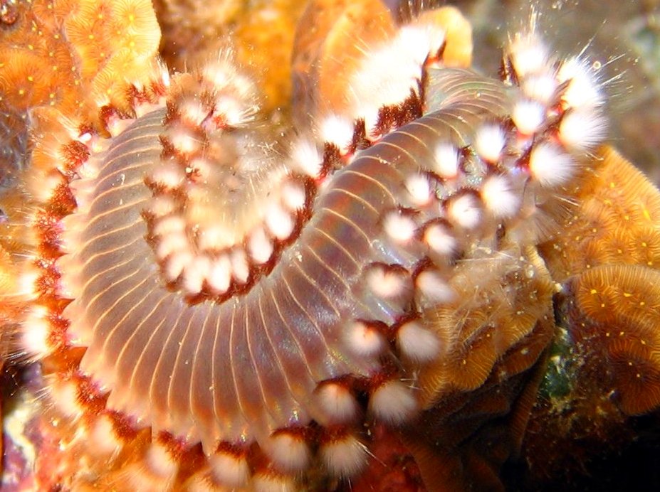Bearded Fireworm - Hermodice carunculata