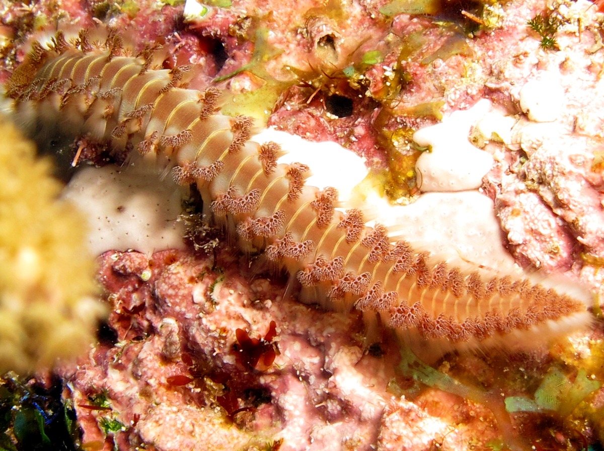 Bearded Fireworm - Hermodice carunculata