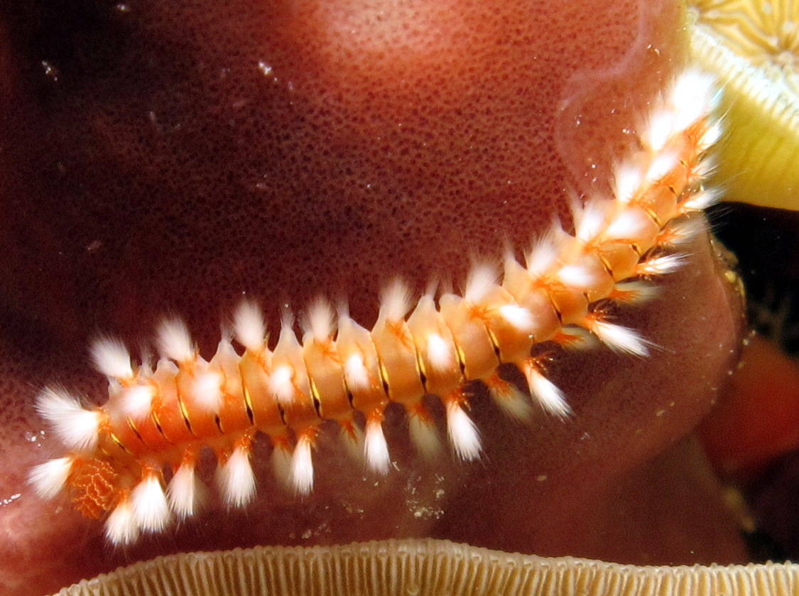 Bearded Fireworm - Hermodice carunculata