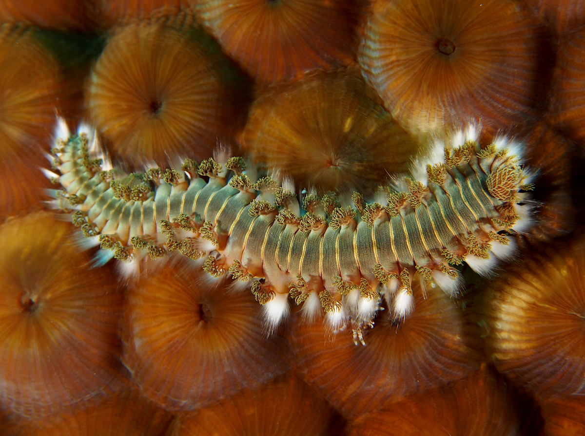 Bearded Fireworm - Hermodice carunculata