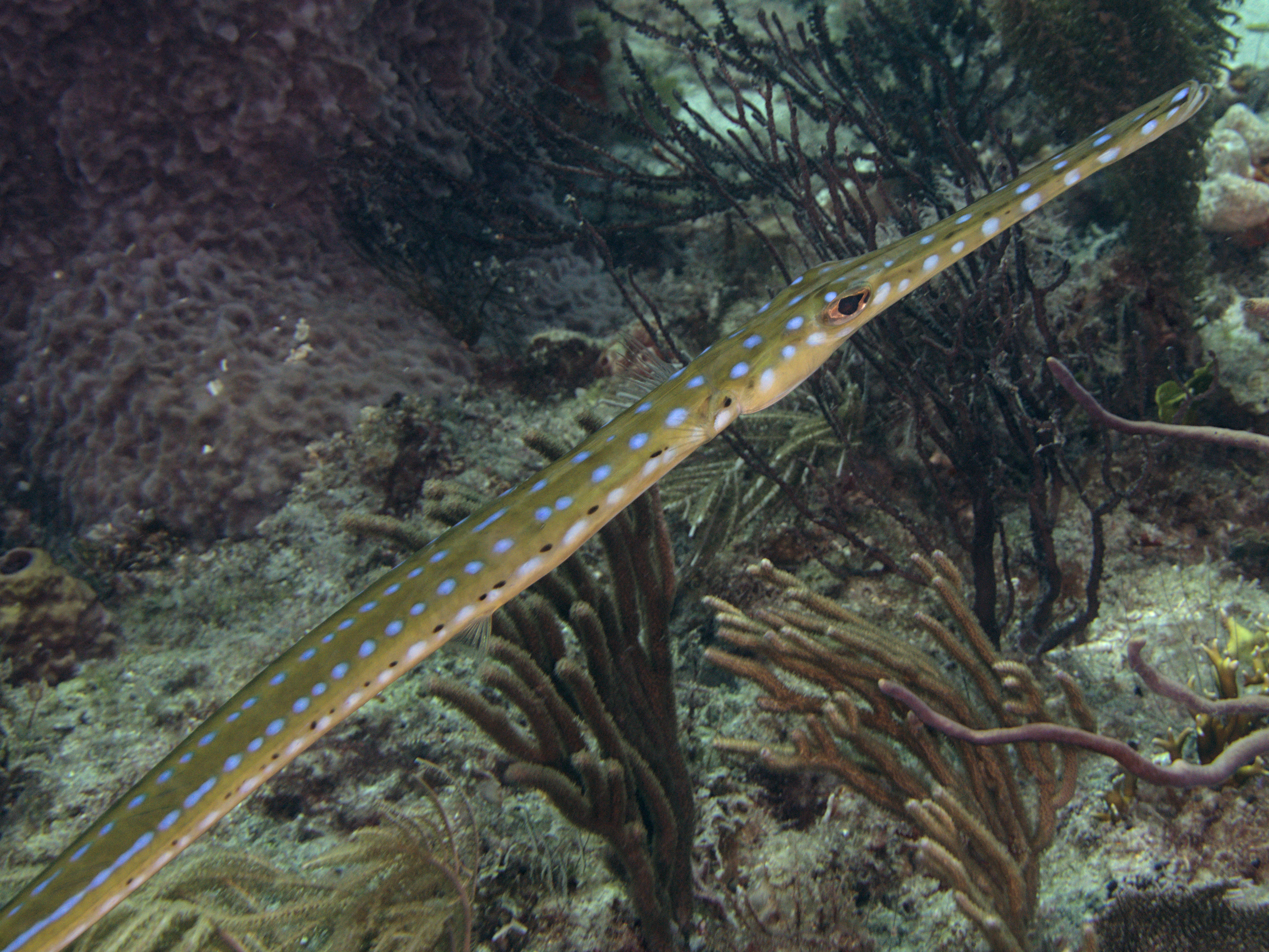 Cornetfish - Fistularia tabacaria