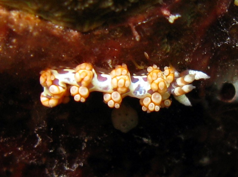 Flabellina engeli - Flabellina engeli - Bonaire