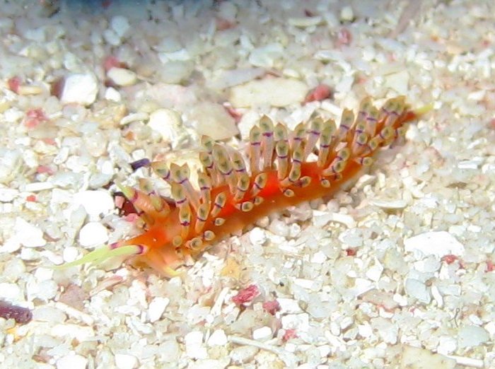 Purple-Ring Nudibranch - Coryphellina hamanni