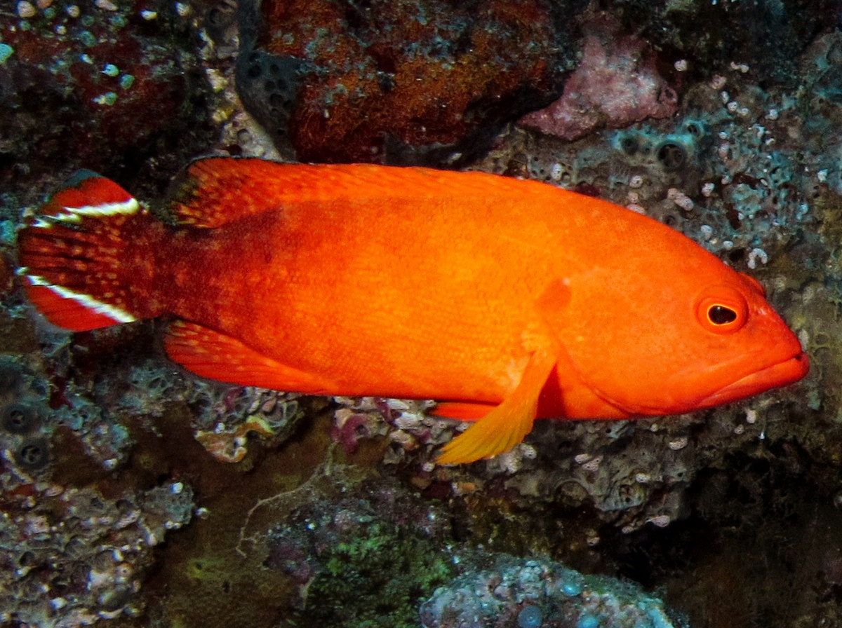 Flagtail Grouper - Cephalopholis urodeta