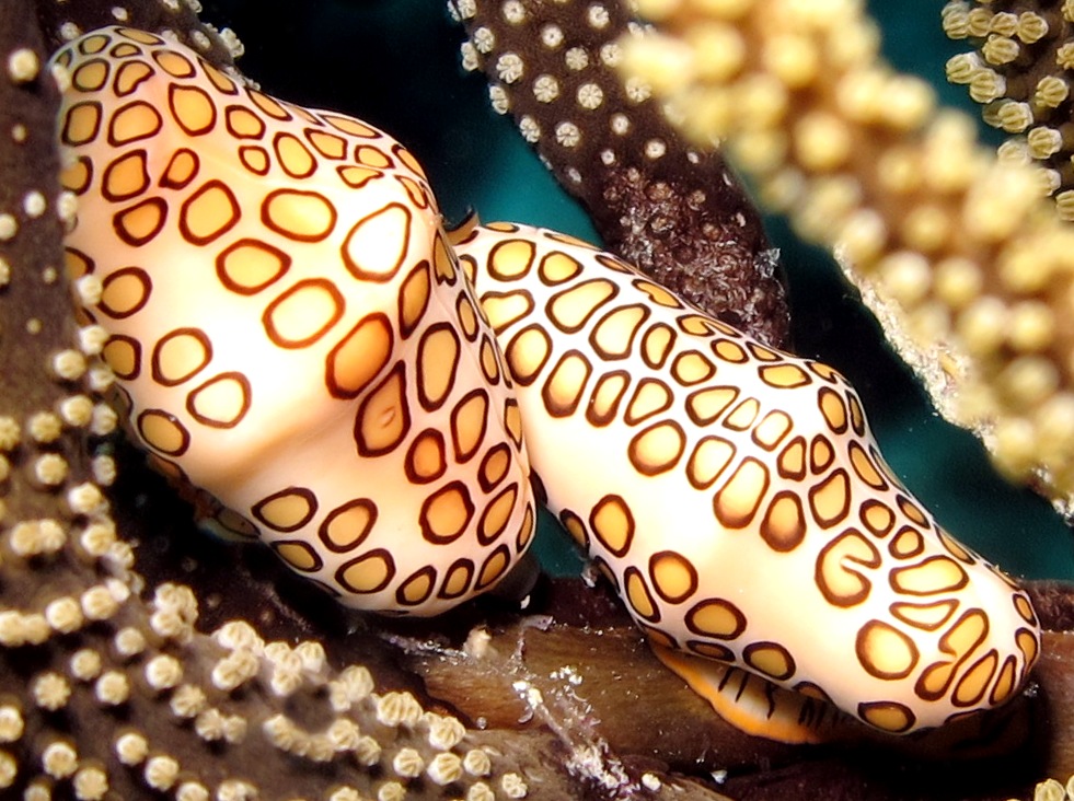 Flamingo Tongue - Cyphoma gibbosum