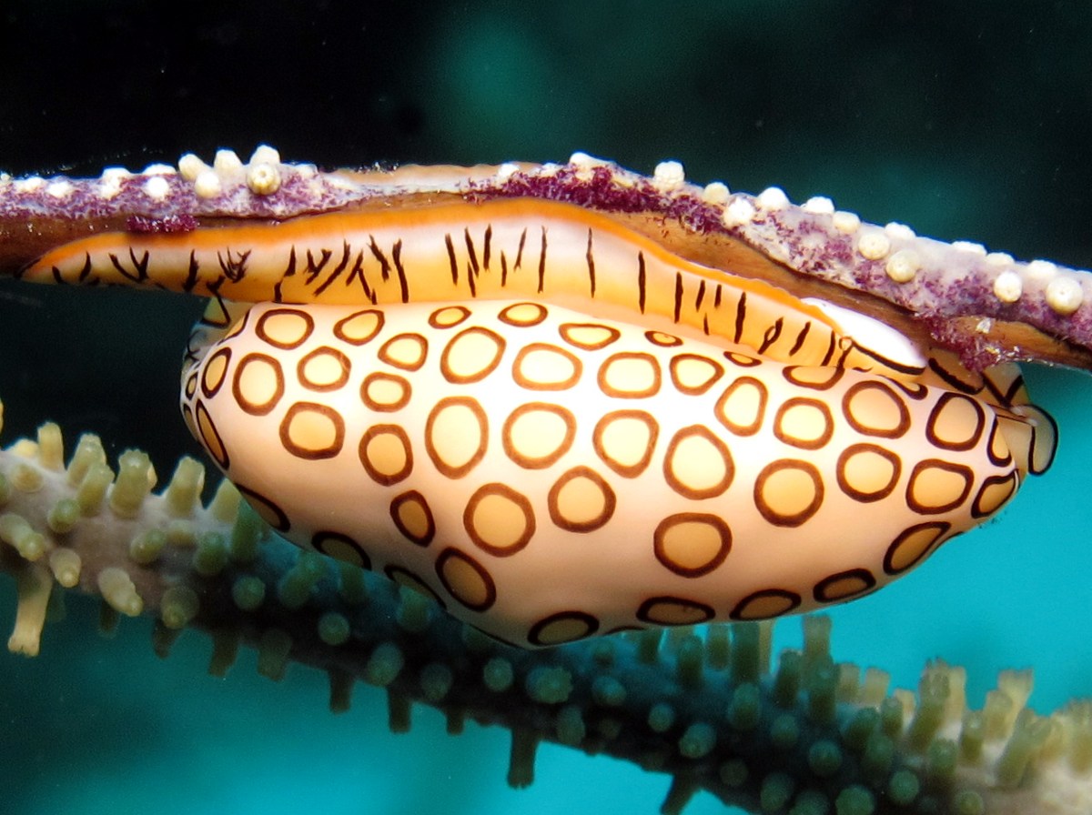 Губки моллюски. Моллюск «язык Фламинго» (Cyphoma gibbosum). Улитка язык Фламинго. Cyphoma gibbosum. Цифома толстая моллюск.