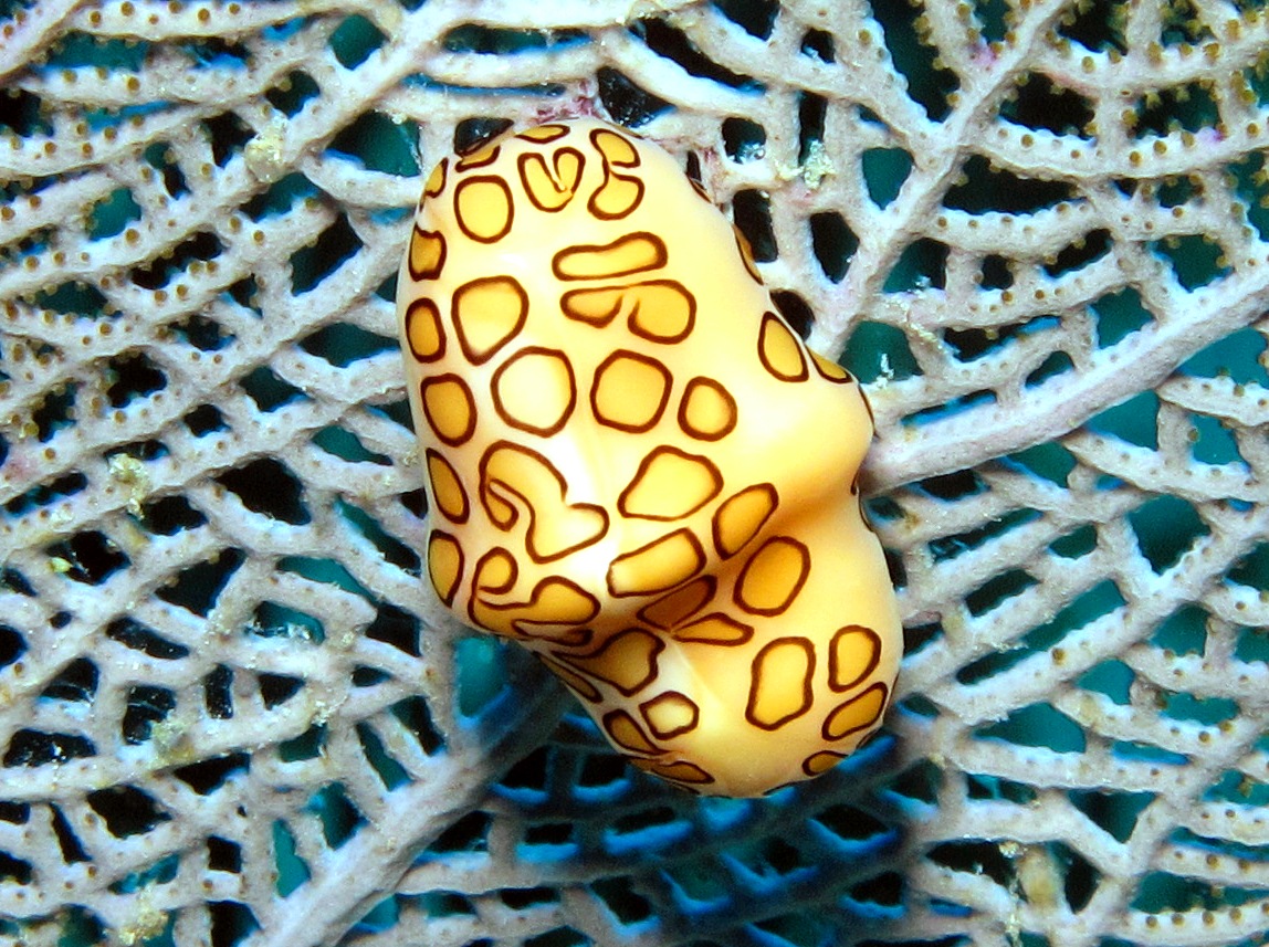 Flamingo Tongue - Cyphoma gibbosum