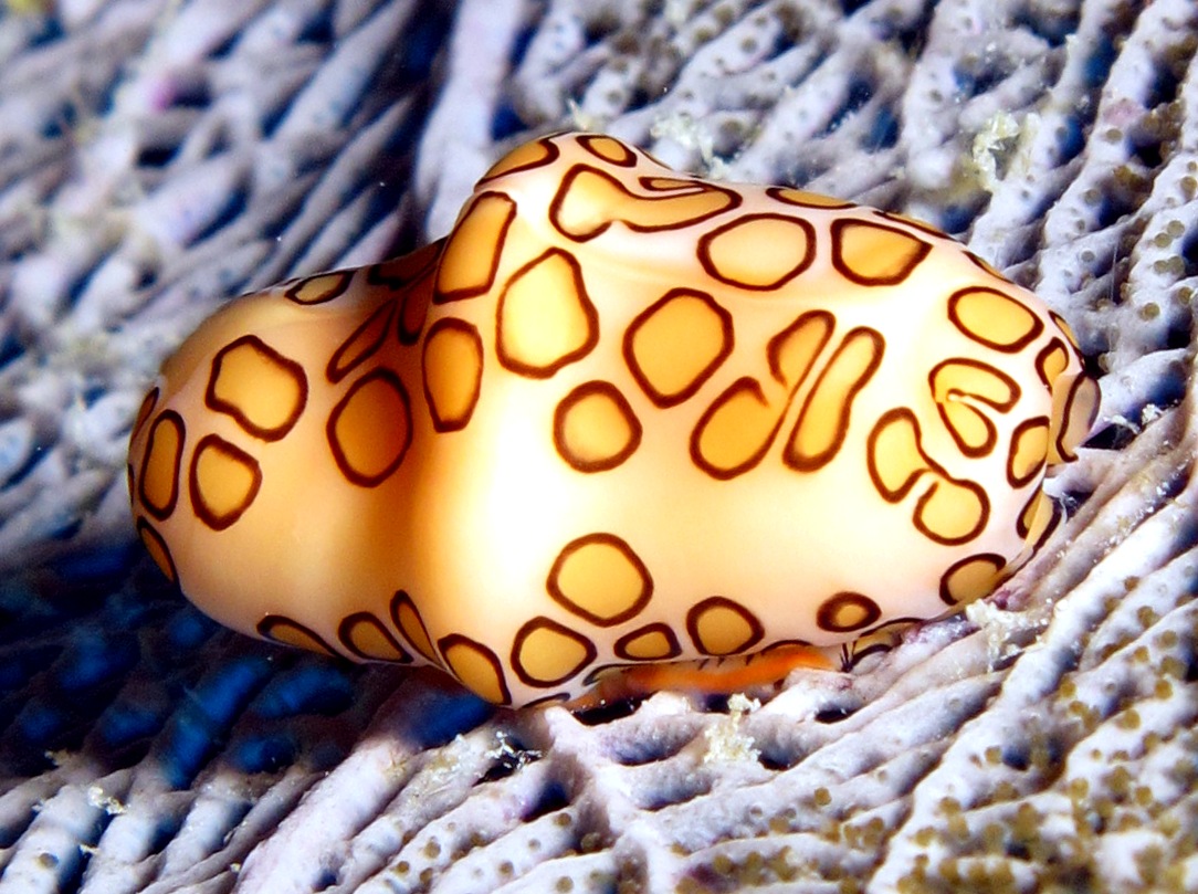 Flamingo Tongue - Cyphoma gibbosum