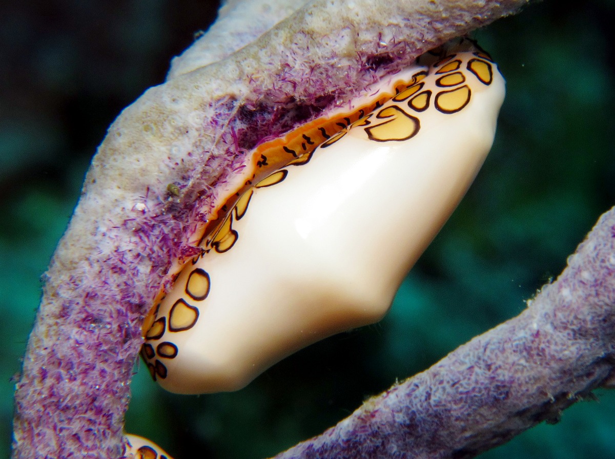 Flamingo Tongue - Cyphoma gibbosum