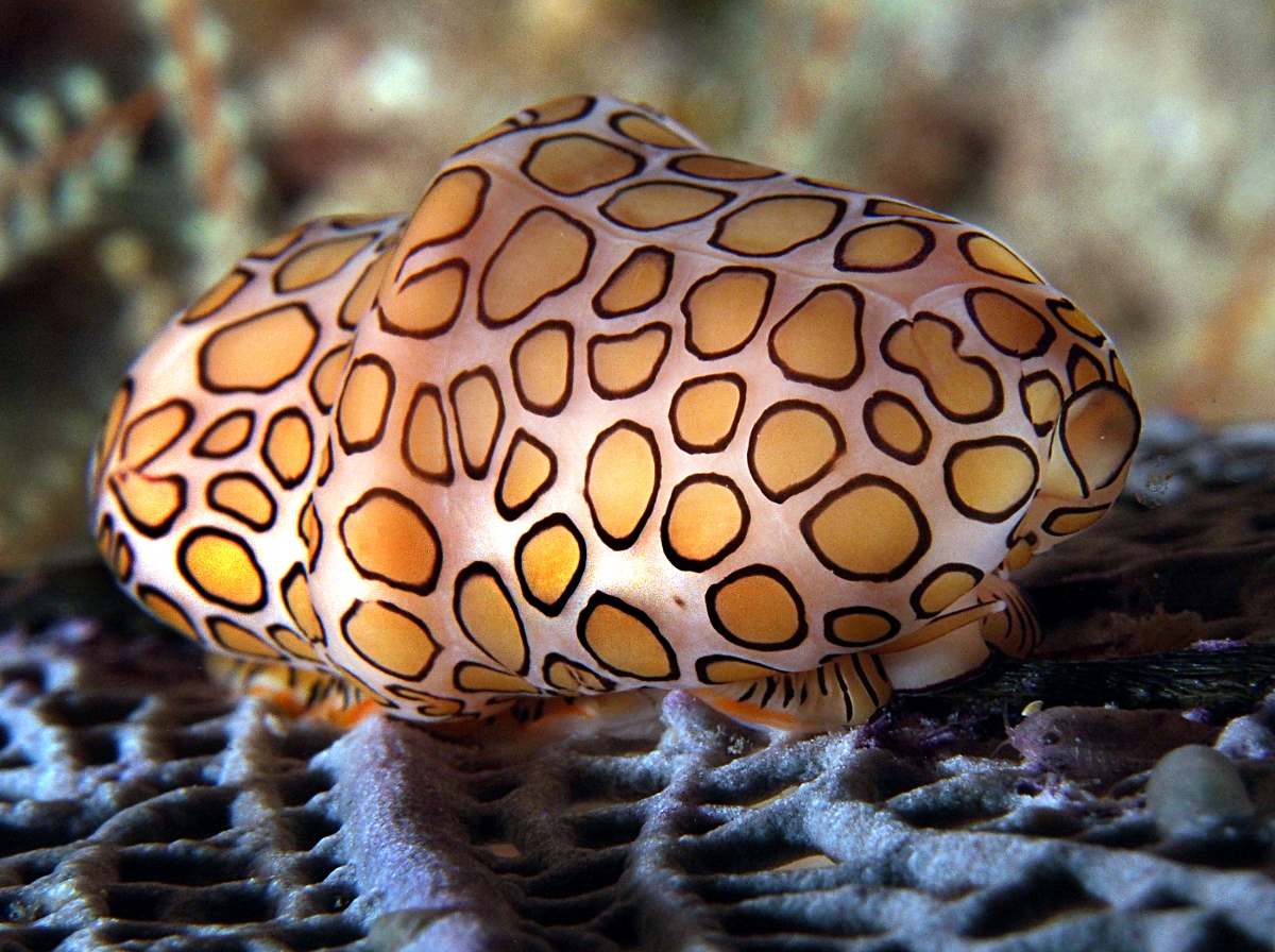 Flamingo Tongue - Cyphoma gibbosum