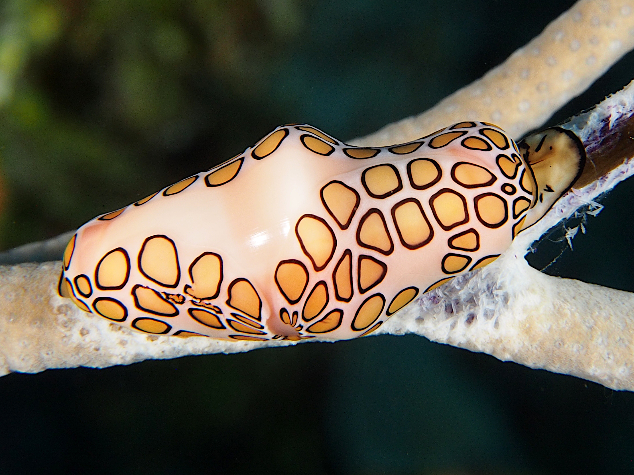 Flamingo Tongue - Cyphoma gibbosum