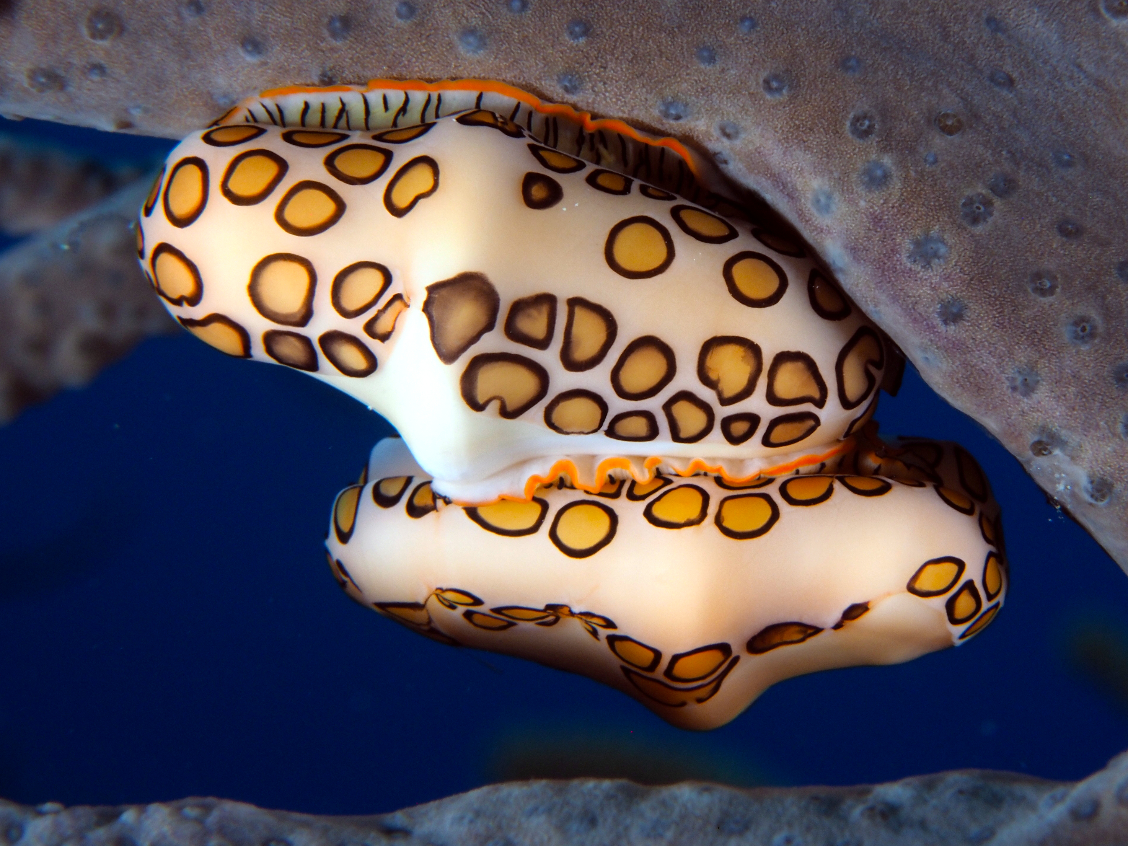 Flamingo Tongue - Cyphoma gibbosum