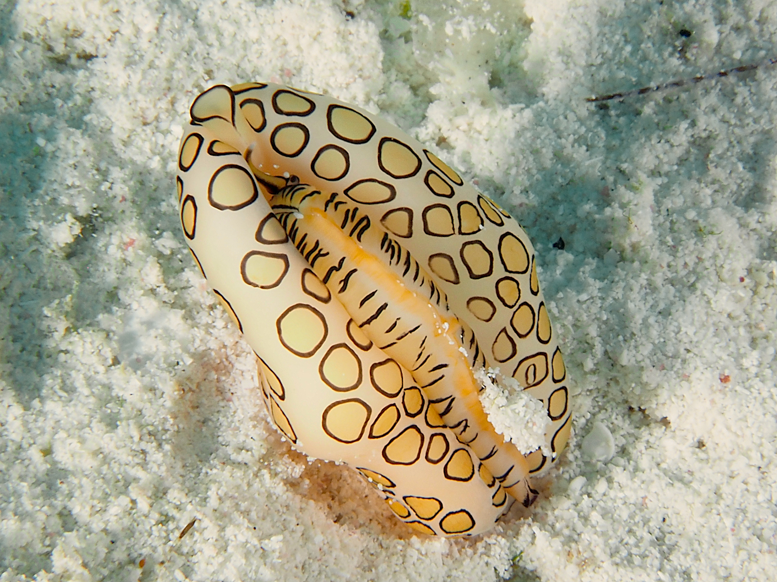 Flamingo Tongue - Cyphoma gibbosum