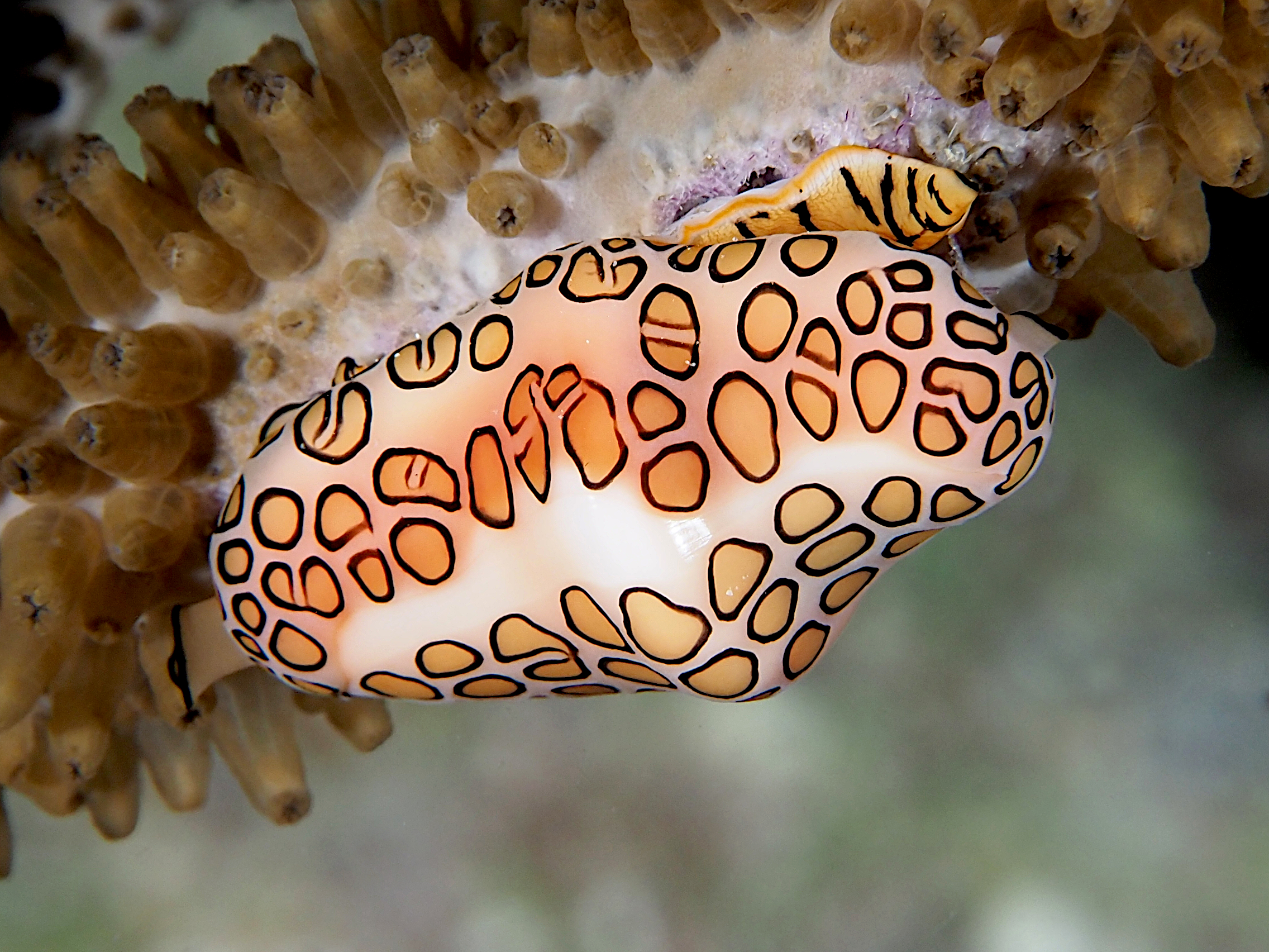 Flamingo Tongue - Cyphoma gibbosum