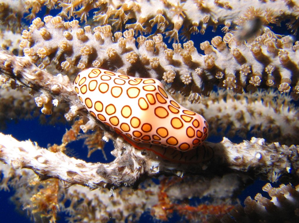 Flamingo Tongue - Cyphoma gibbosum