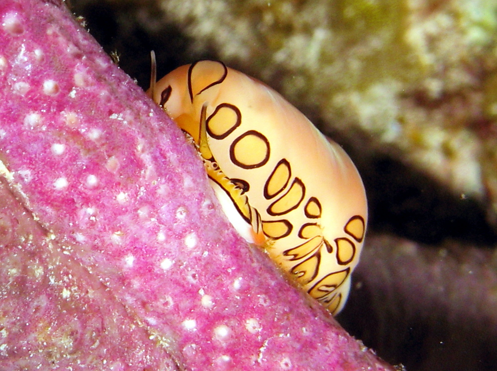 Flamingo Tongue - Cyphoma gibbosum