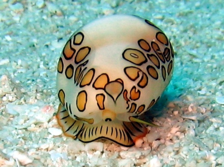 Flamingo Tongue - Cyphoma gibbosum