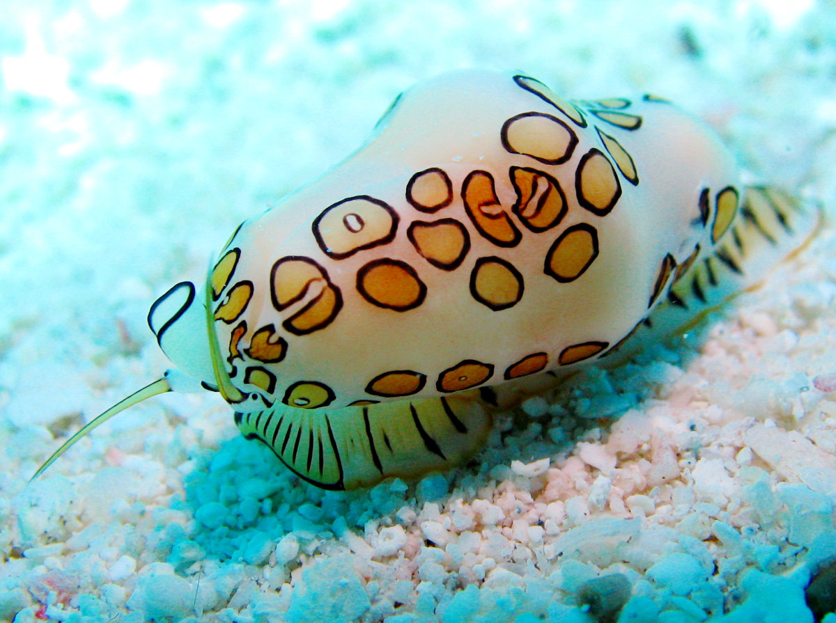 Flamingo Tongue - Cyphoma gibbosum