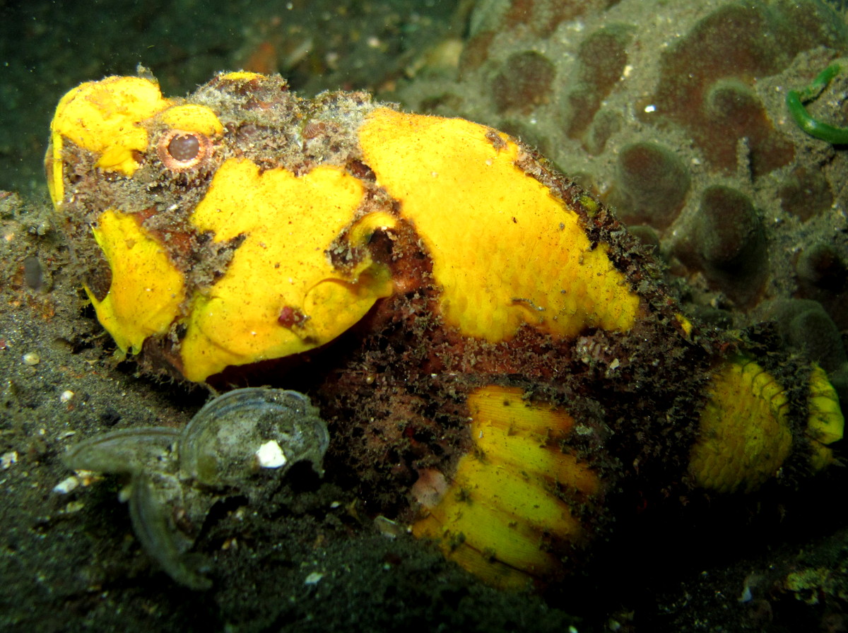 Flasher Scorpionfish - Scorpaenopsis macrochir