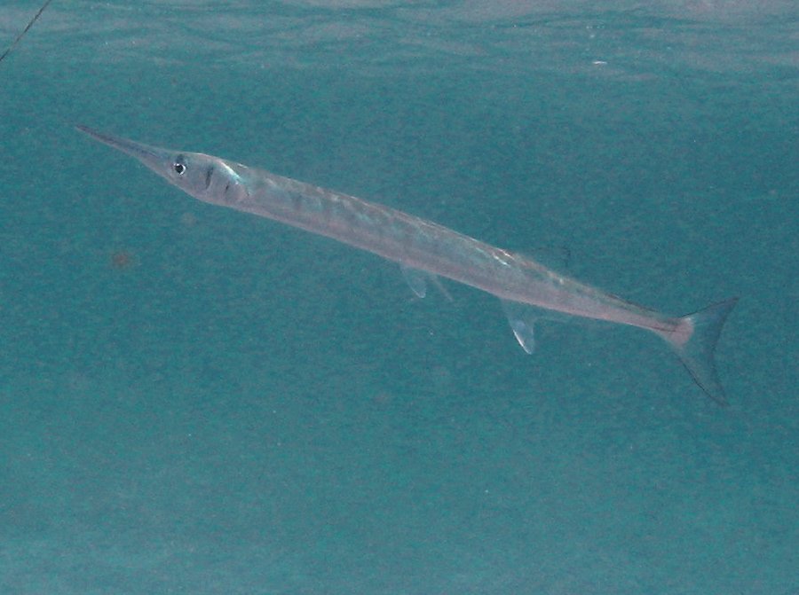 Flat Needlefish - Ablennes hians