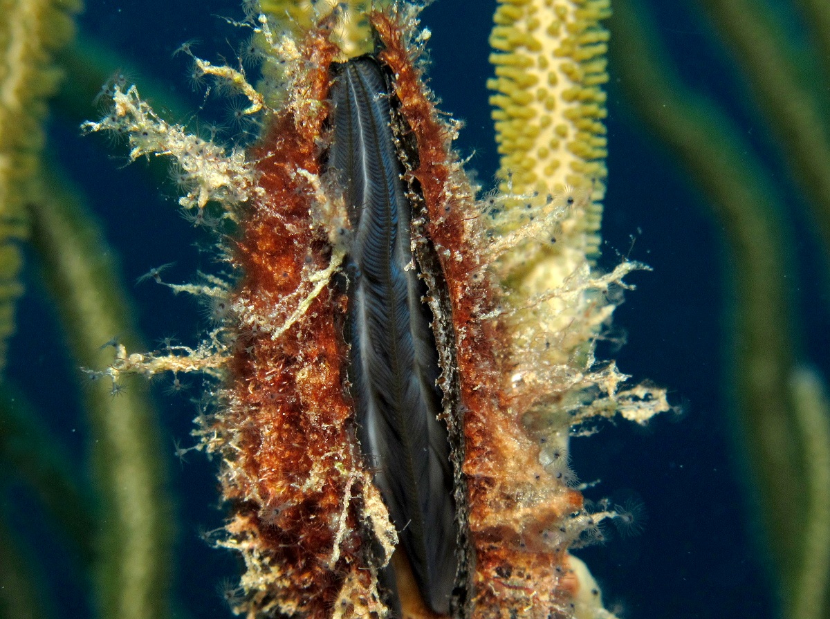 Flat Tree Oyster - Isognomon alatus - Nassau, Bahamas