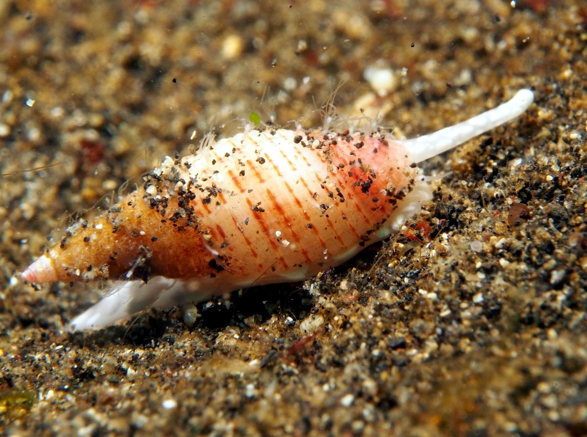 Flecked Mitre - Domiporta granatina - Lembeh Strait, Indonesia