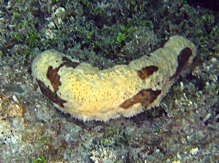 Florida Sea Cucumber - Holothuria floridana - Nassau, Bahamas