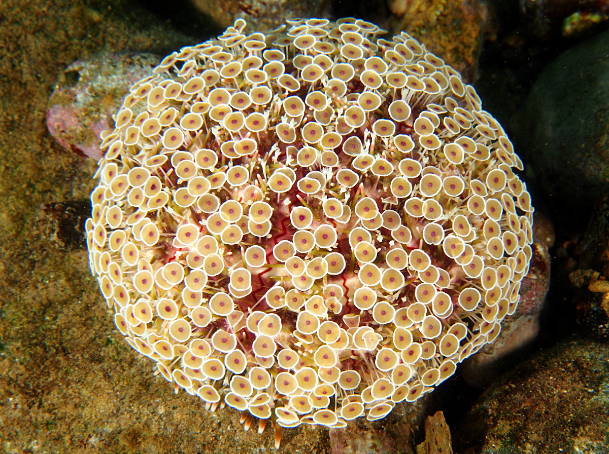 Flower Urchin - Toxopneustes pileolus - Anilao, Philippines