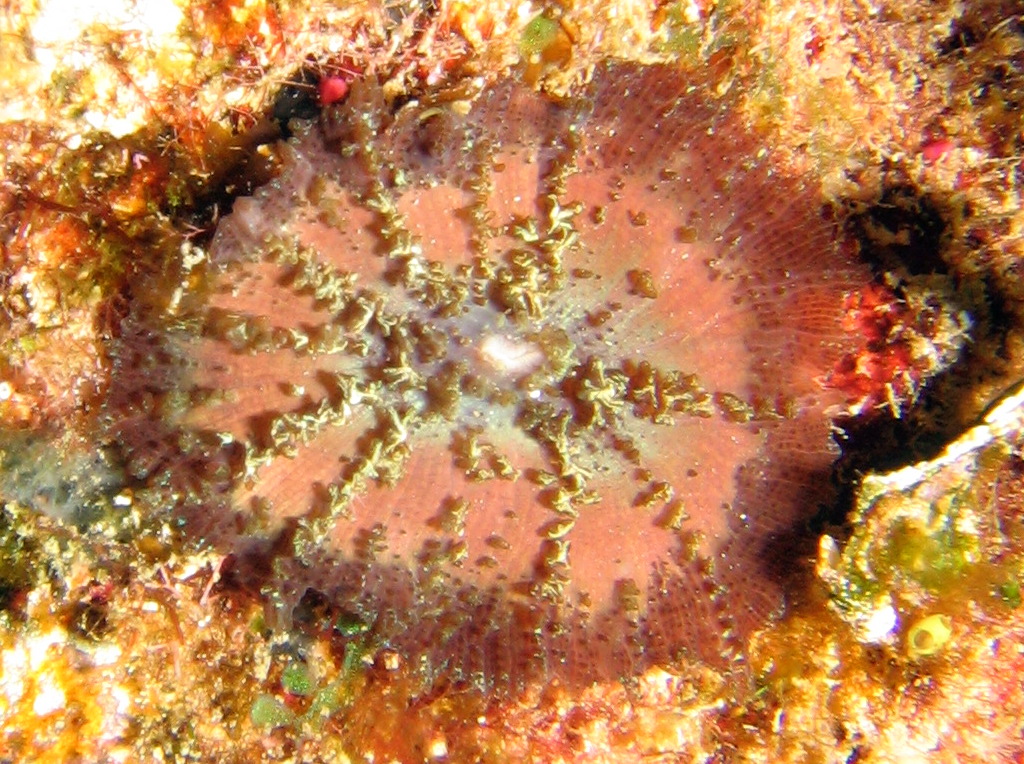 Forked Tentacle Corallimorph - Discosoma carlgreni - Roatan, Honduras