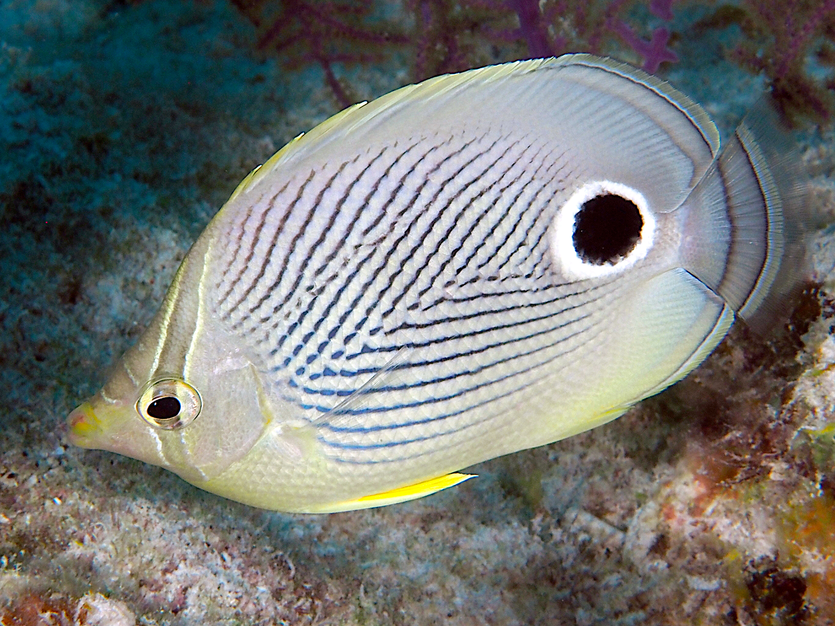 Foureye Butterflyfish - Chaetodon capistratus