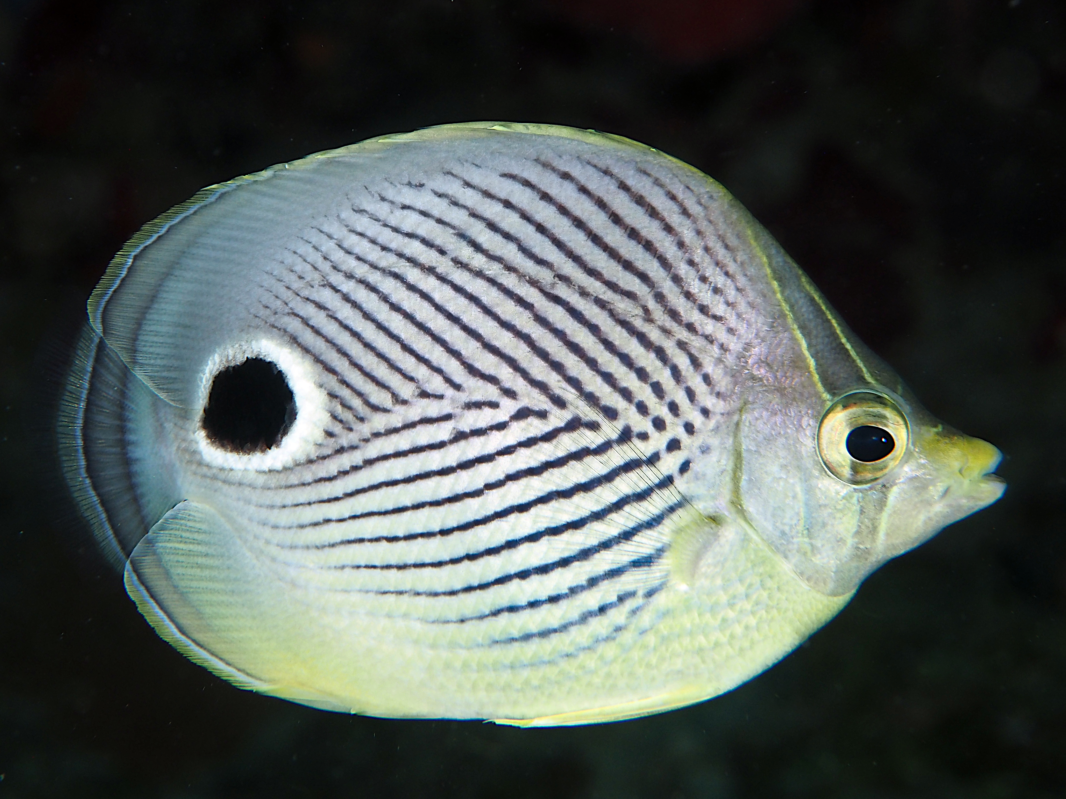 Foureye Butterflyfish - Chaetodon capistratus