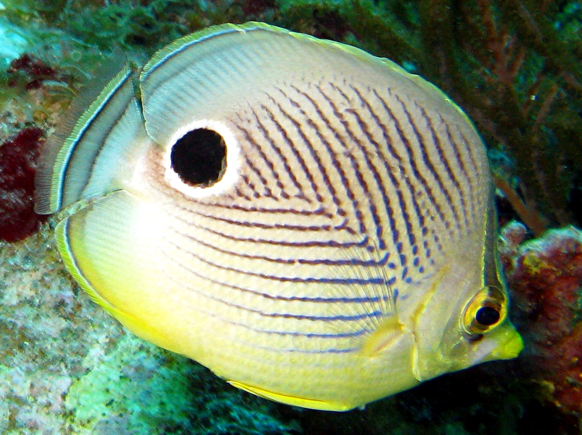 Foureye Butterflyfish - Chaetodon capistratus