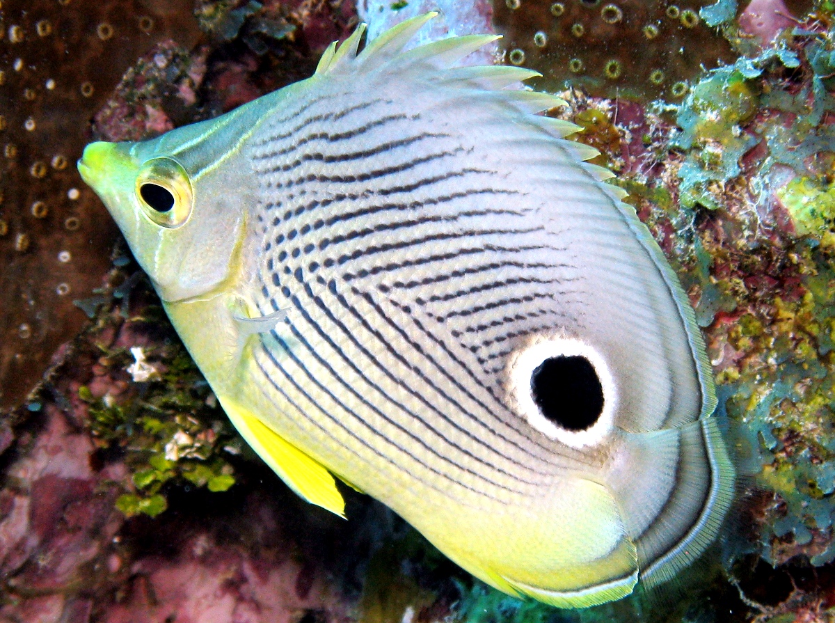 Foureye Butterflyfish - Chaetodon capistratus