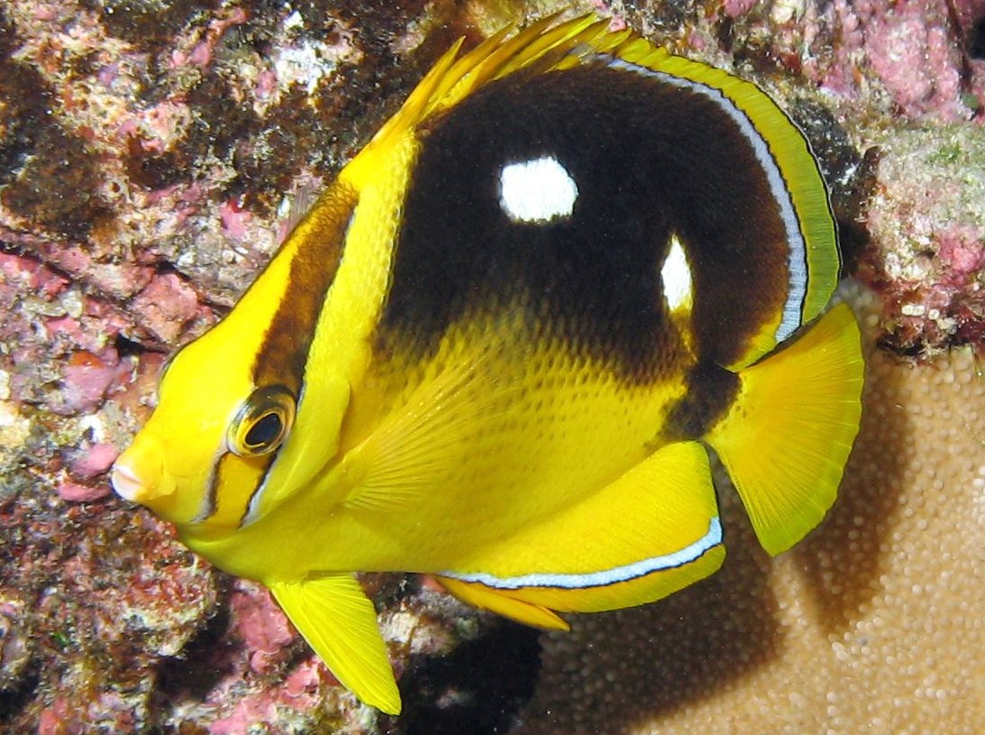 Fourspot Butterflyfish - Chaetodon quadrimaculatus