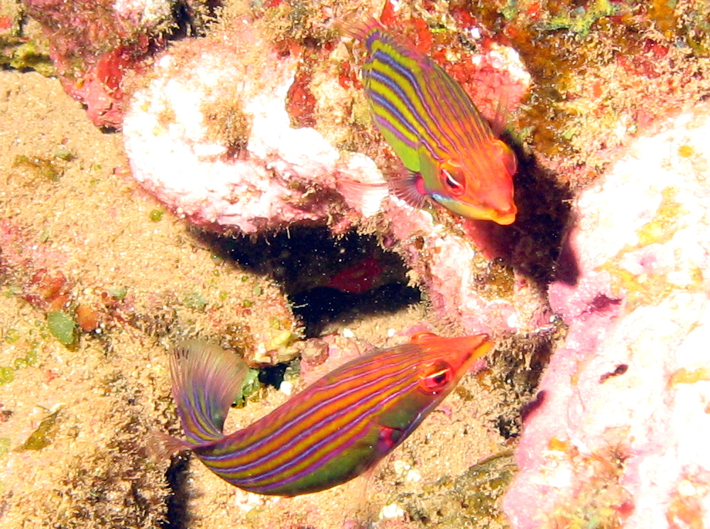 Fourstripe Wrasse - Pseudocheilinus tetrataenia - Lanai, Hawaii