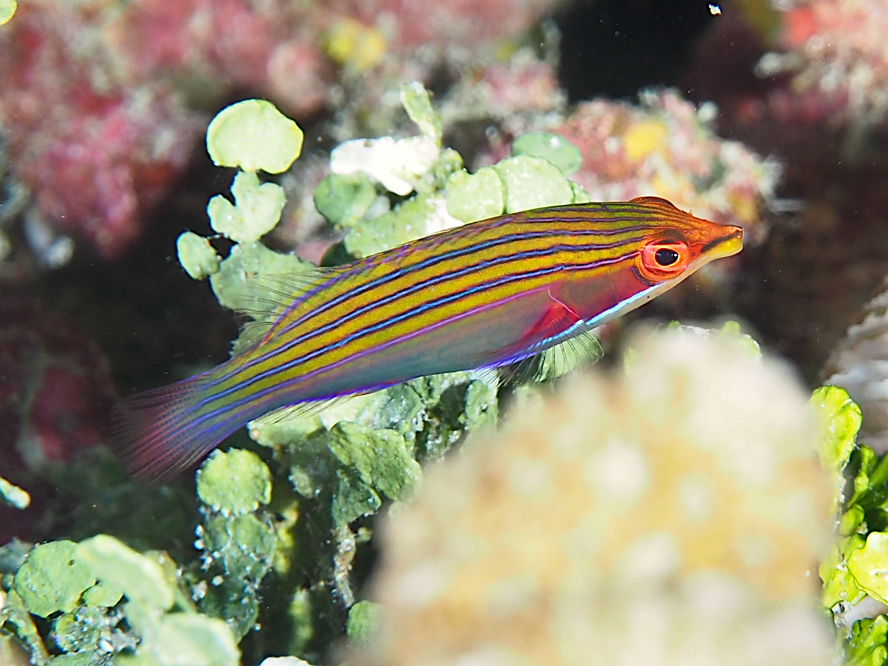 Fourstripe Wrasse - Pseudocheilinus tetrataenia