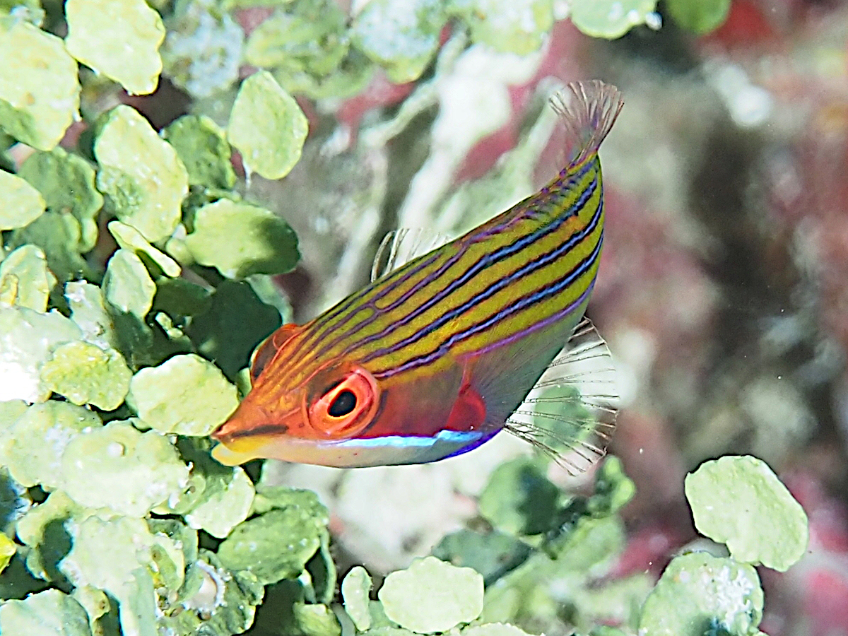 Fourstripe Wrasse - Pseudocheilinus tetrataenia