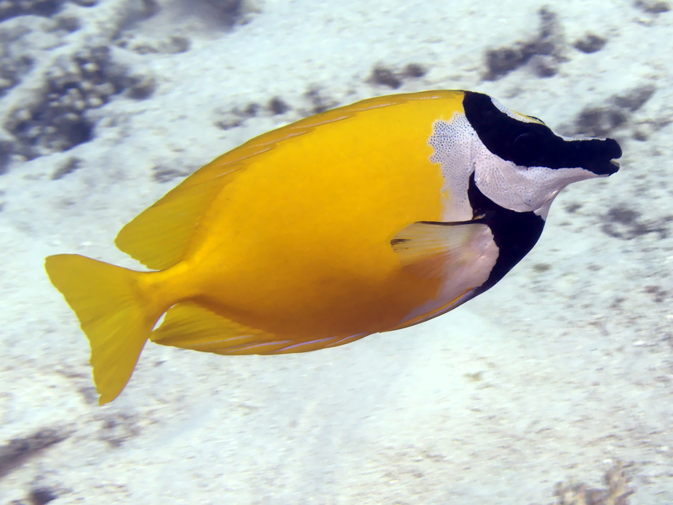 Foxface Rabbitfish - Siganus vulpinus