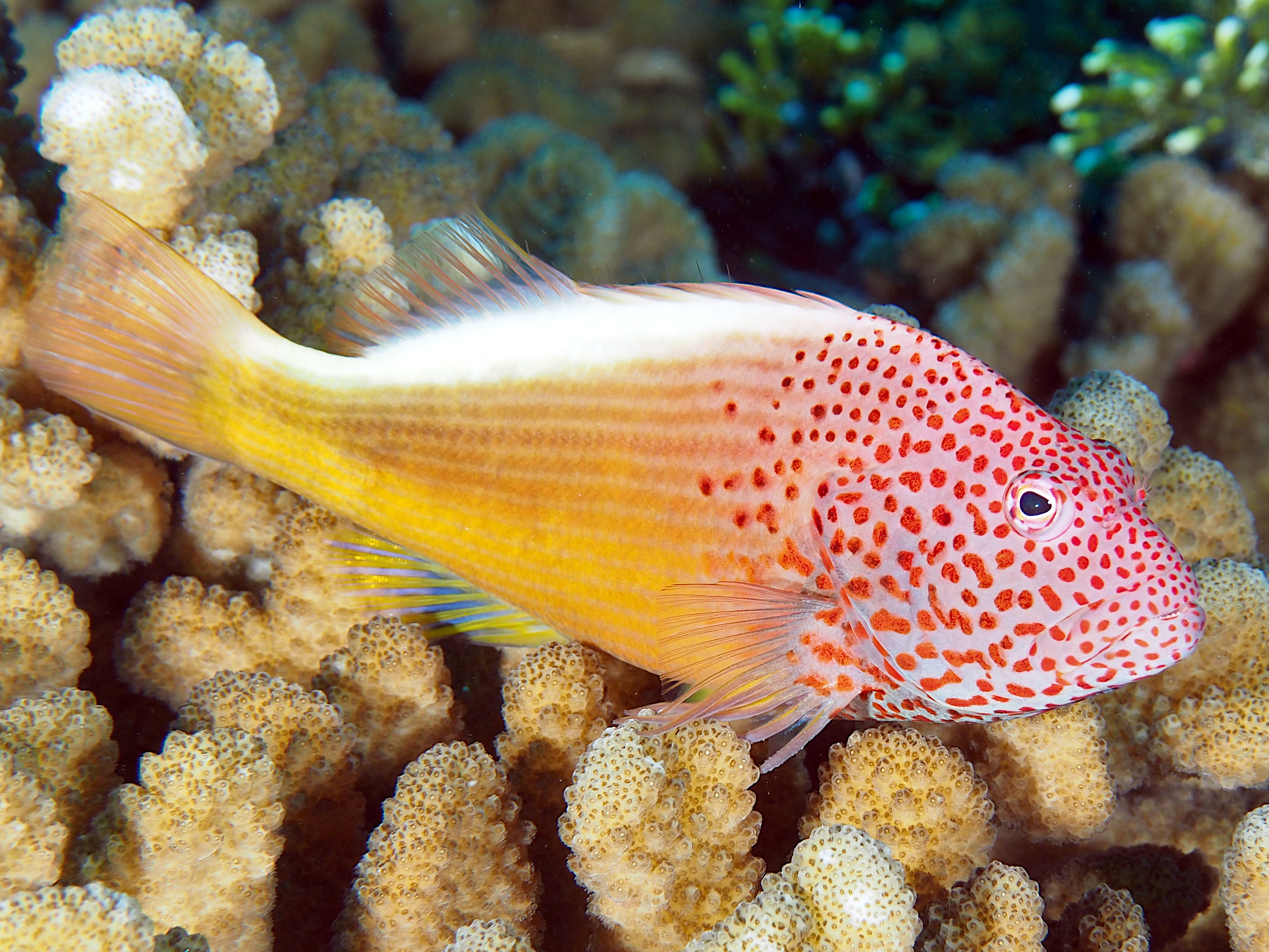 Freckled Hawkfish - Paracirrhites forsteri