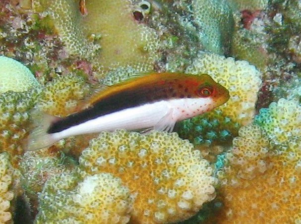 Freckled Hawkfish - Paracirrhites forsteri