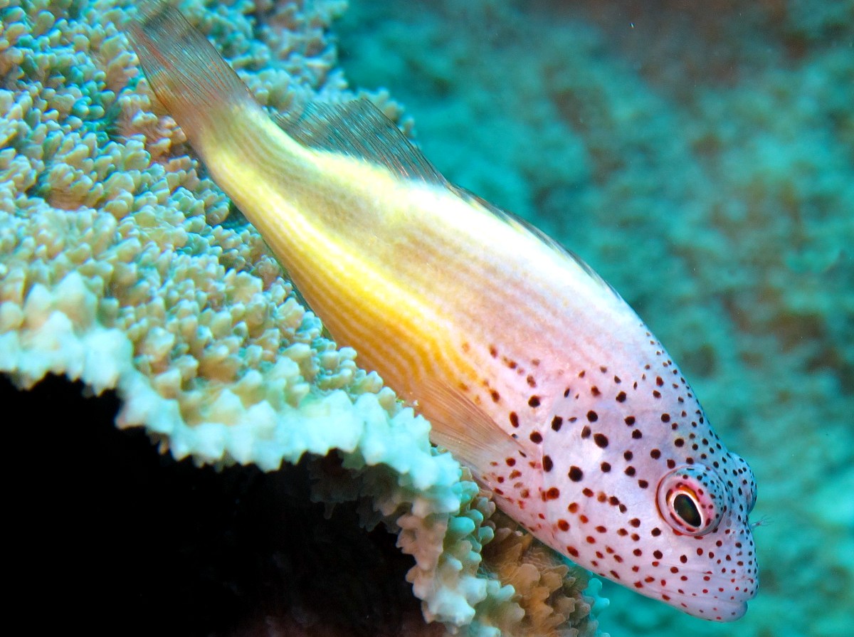 Freckled Hawkfish - Paracirrhites forsteri