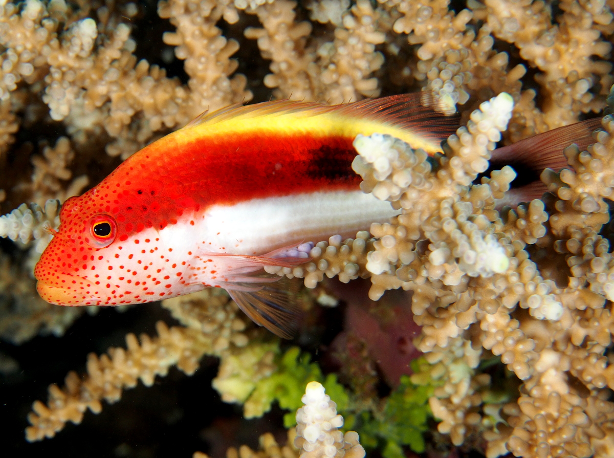 Freckled Hawkfish - Paracirrhites forsteri