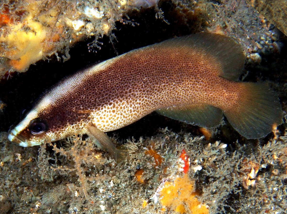 Freckled Soapfish - Rypticus bistrispinus - Blue Heron Bridge, Florida