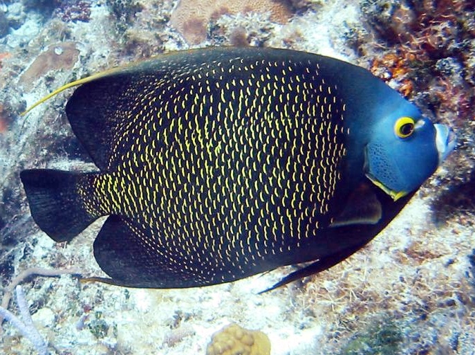 French Angelfish - Pomacanthus paru