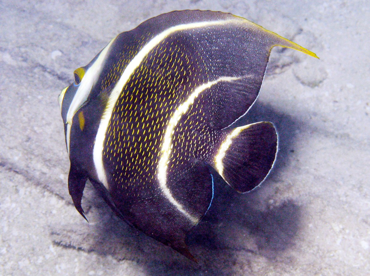 French Angelfish - Pomacanthus paru