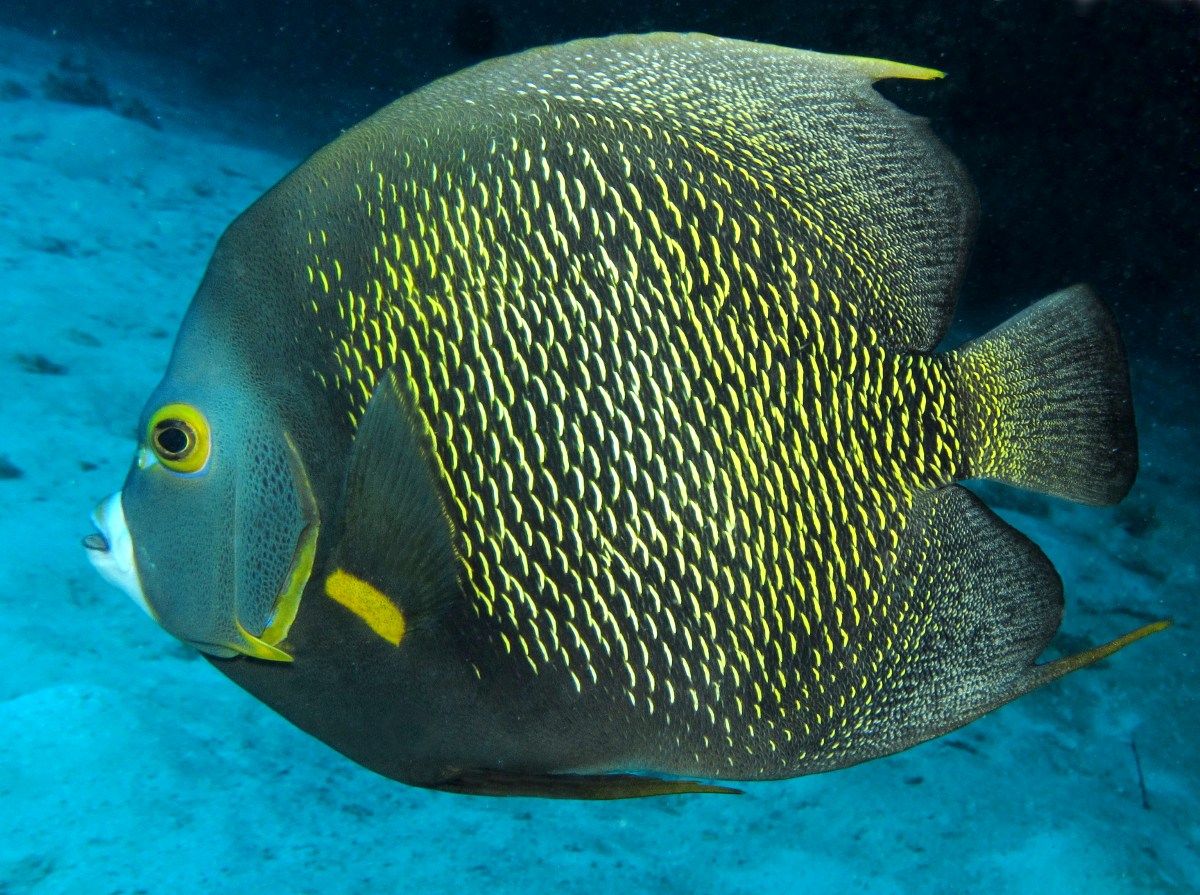 French Angelfish - Pomacanthus paru