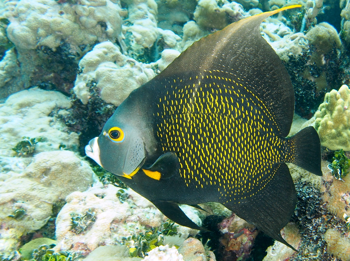 French Angelfish - Pomacanthus paru