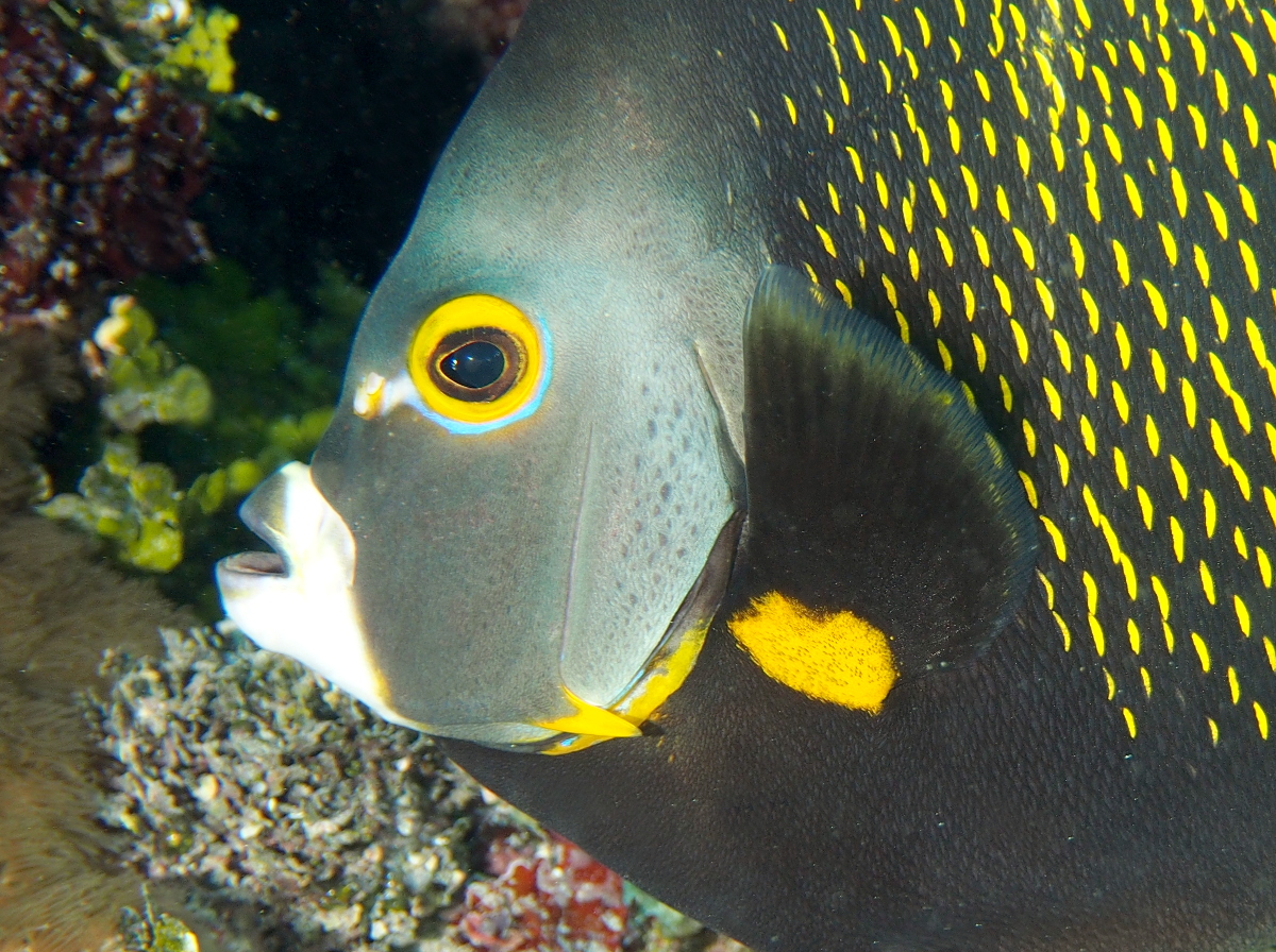 French Angelfish - Pomacanthus paru