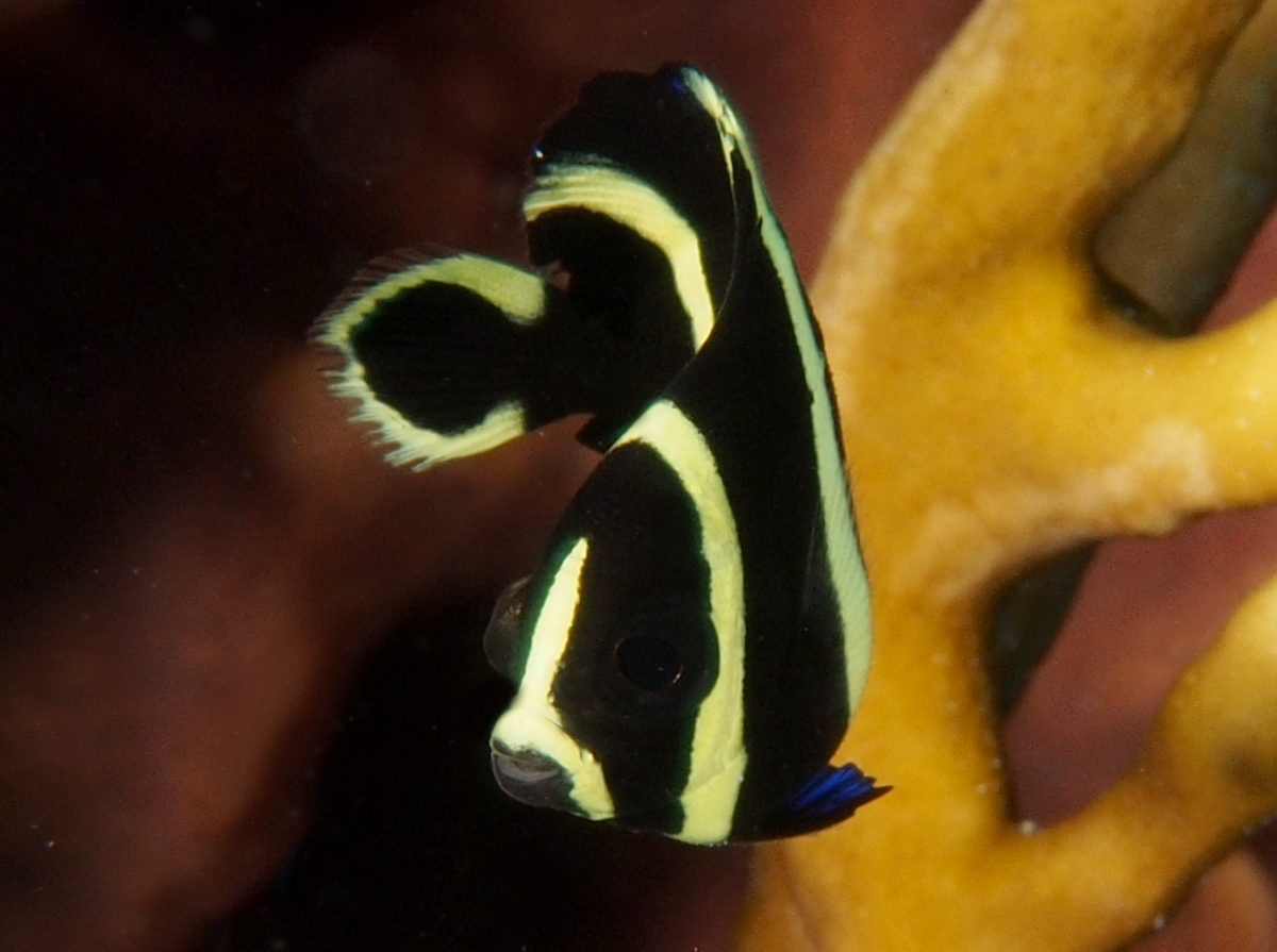 French Angelfish - Pomacanthus paru